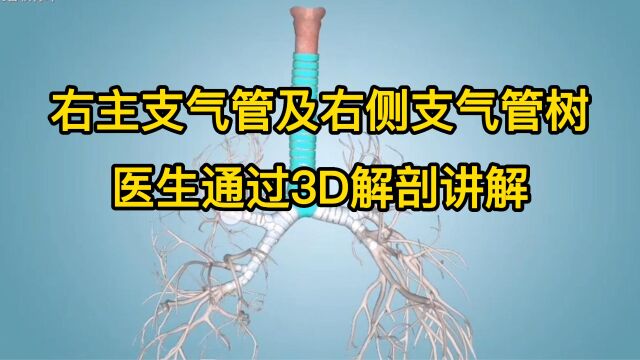 支气管炎发生于支气管,右支气管长啥样?外科医生通过3D解剖讲解