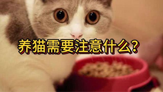 养猫需要注意什么?