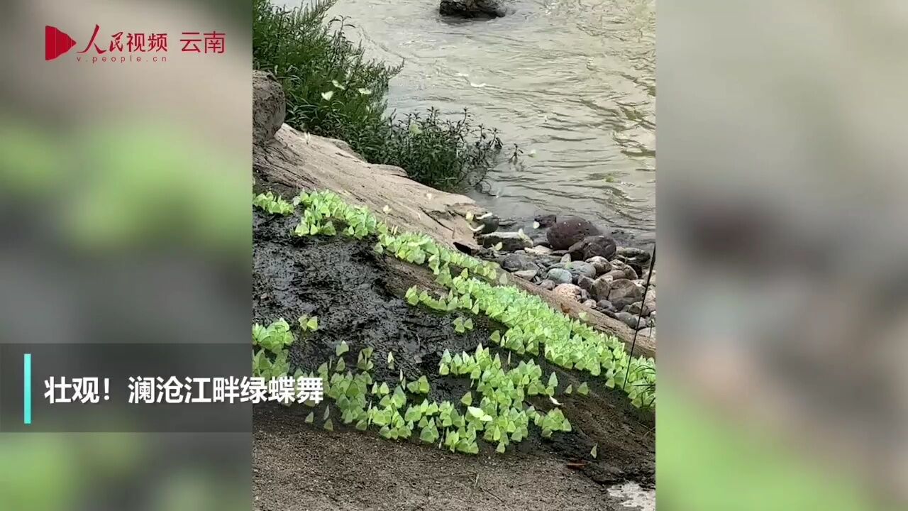 壮观!云南澜沧江畔现绿蝶群舞 形成一道独特靓丽的的风景