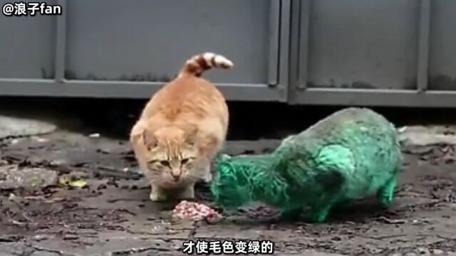 绿巨猫,希特猫,极霸猫,beluga,骷髅猫都出自哪里? 猫