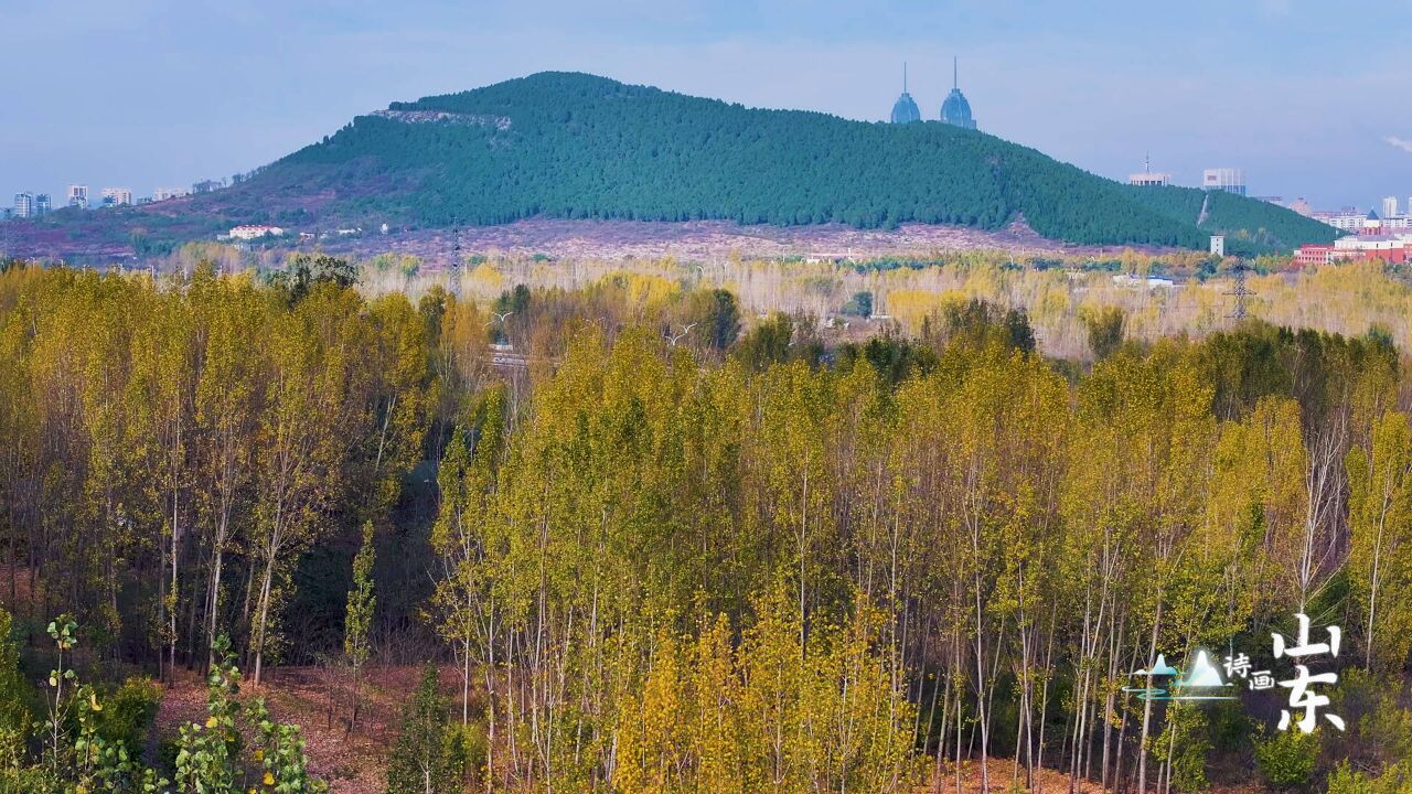 诗画山东|枣庄百亩杨树披“金装” 如诗如画迎客来