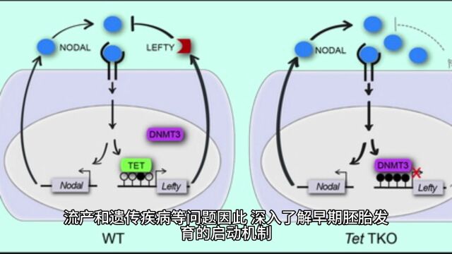 人类早期胚胎翻译组合谱55