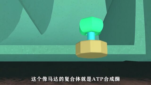 发明ATP合成酶的人真是个天才,一个视频了解呼吸链!