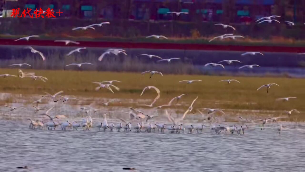 如期而至!黑脸琵鹭“组团”打卡条子泥湿地