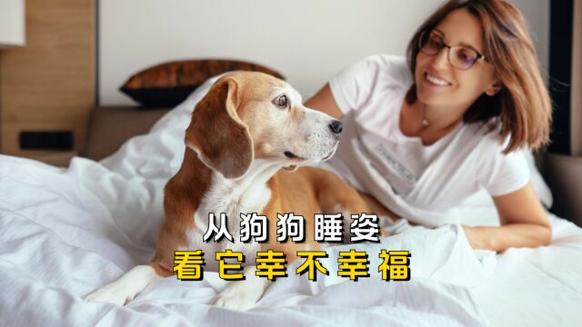 从狗狗睡姿,看它幸不幸福