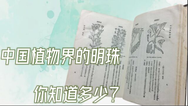 文冠果:中国植物界的明珠,你知道多少?