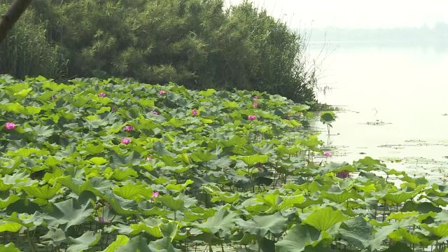 我省出梅 今年梅雨等级“偏弱”