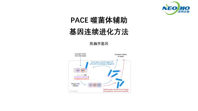 【陈巍学基因】PACE噬菌体辅助基因连续进化方法