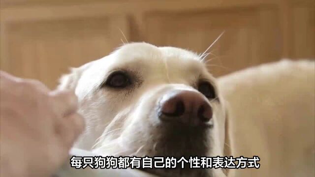 宠物狗狗摇尾巴、摇头晃耳、舔嘴唇的行为表示什么?