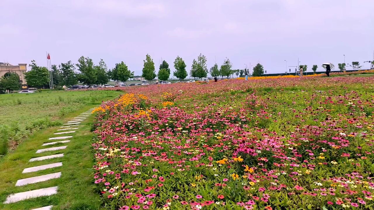 大连高新园区花海攻略,最佳花期到了,快来打卡吧