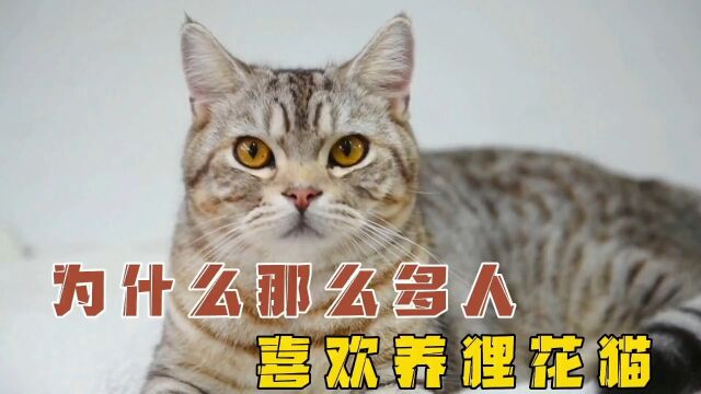 被誉为“中华神猫”的狸花猫,为什么那么多人喜欢养!