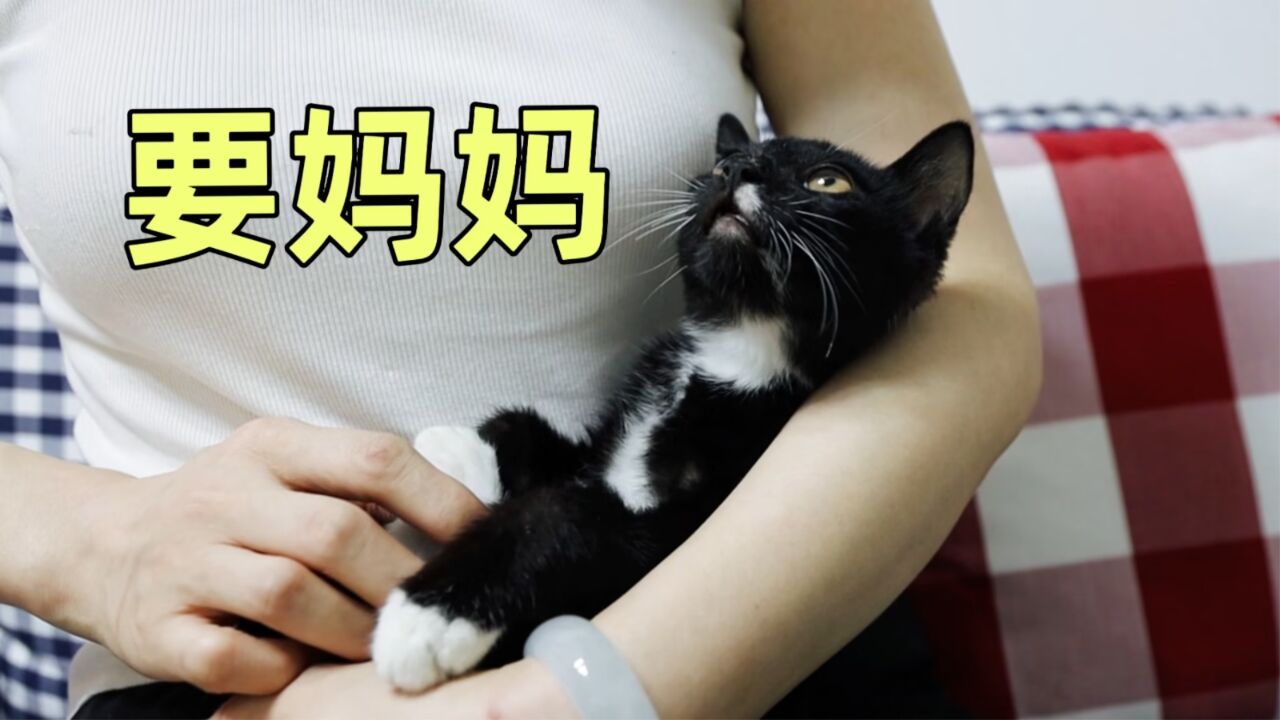 新来小猫日夜啼哭,我决定把猫妈妈一起抓回家,实现一家团聚