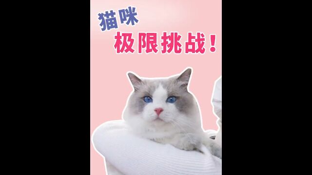 猫咪极限挑战!猫咪社牛天花板!猫咪社会化训练几米布偶猫家#萌宠成精