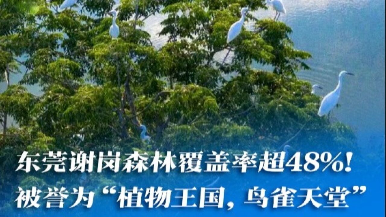 东莞谢岗森林覆盖率超48%!被誉为“植物王国,鸟雀天堂”