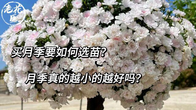 买月季要如何选苗?月季真的越小的越好吗?