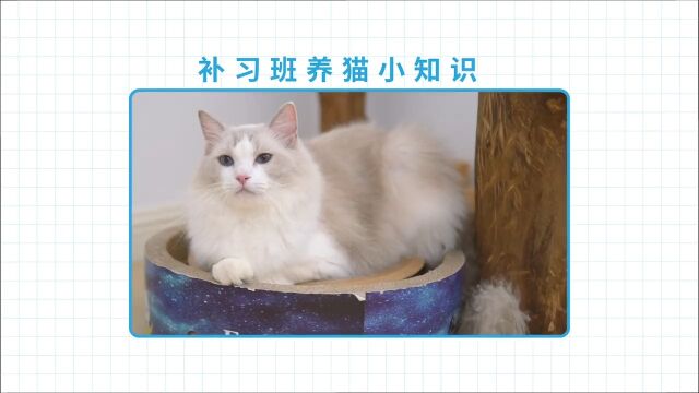 猫咪的屁有多臭?!放屁都会有哪些问题?#萌宠成精了