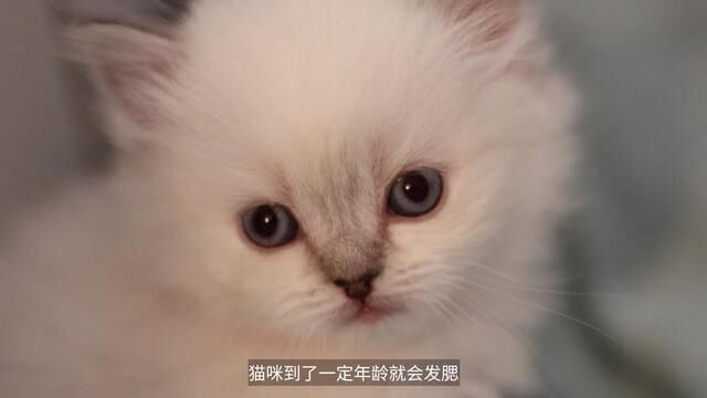 优倍滋科普:猫咪发腮的秘密 #优倍滋