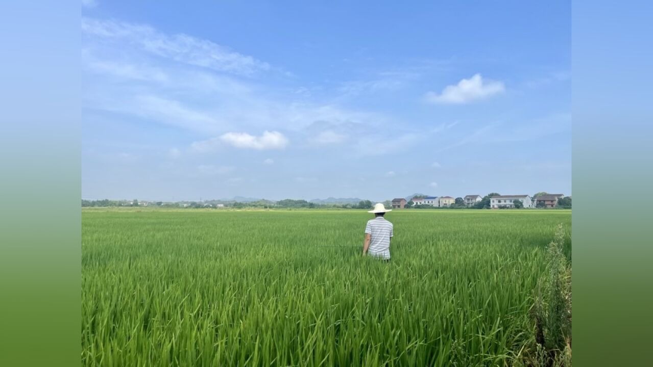 植保观察ⷩ†𔩙𕤸詘𒤸Ž不防差别很大,业内存在技术断层