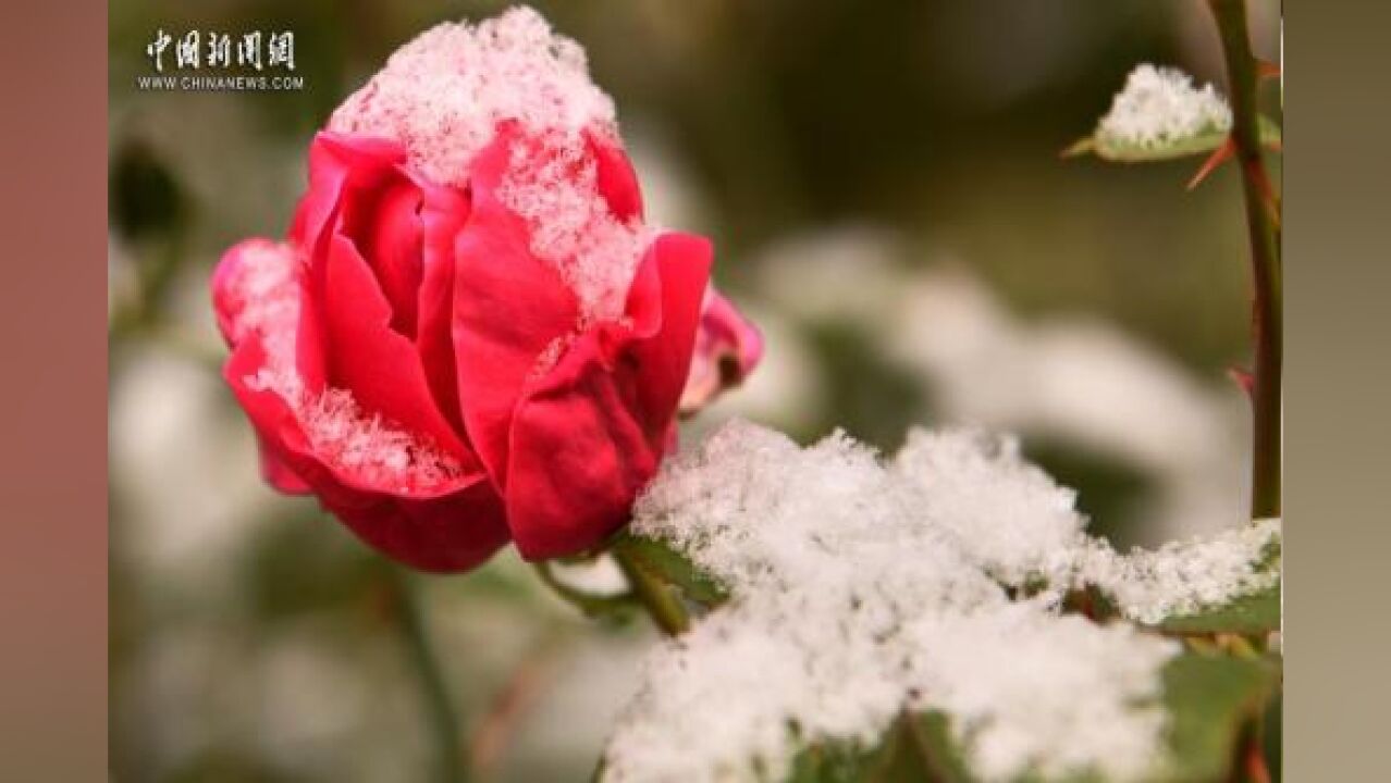 【诗词里的传统节气】小雪节气 送你六首诗词