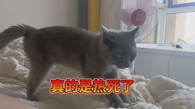 #记录猫咪日常的生活 #英短蓝猫