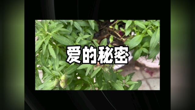 得到爱的秘密