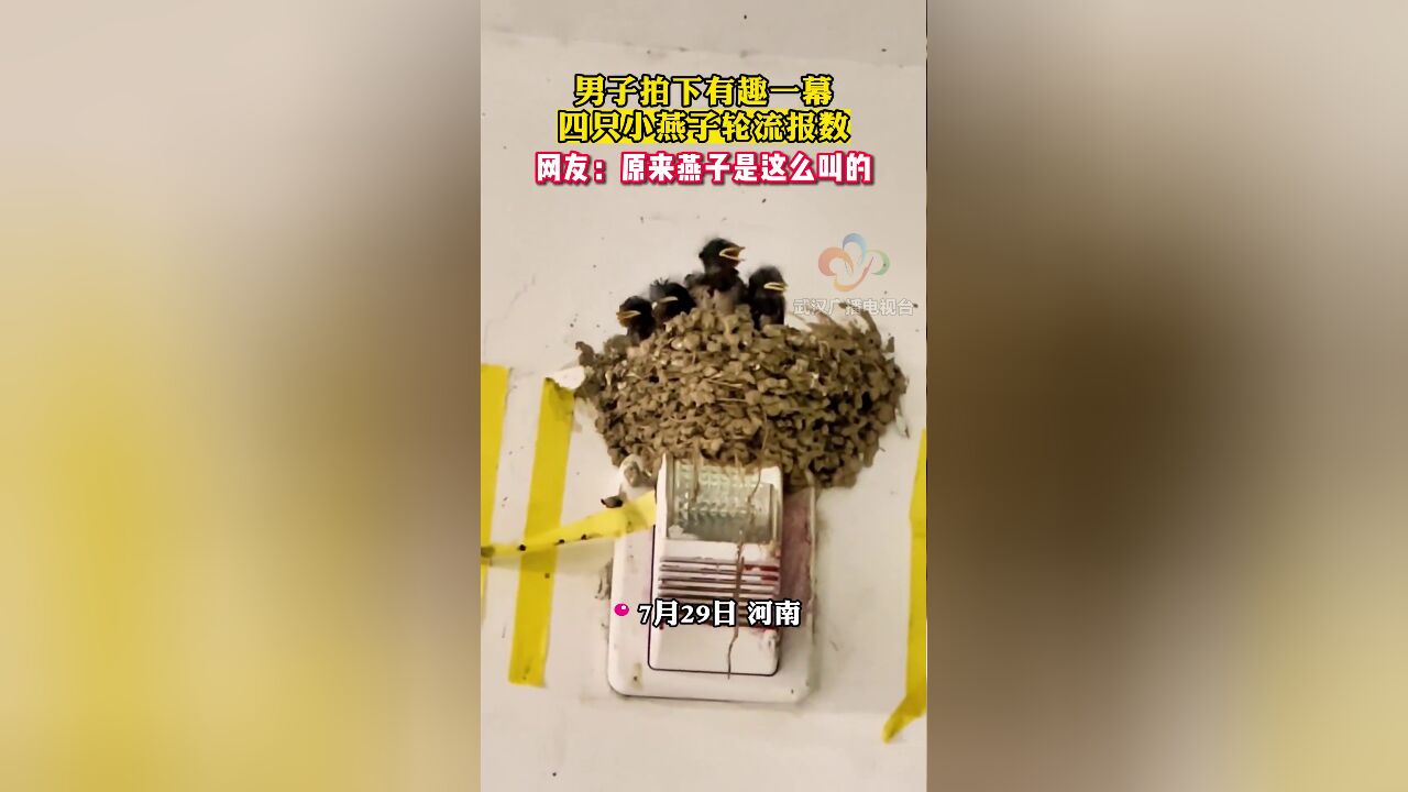 男子拍下有趣一幕,四只小燕子轮流报数,网友:原来燕子是这么叫的,素材