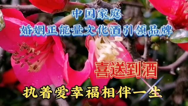 石榴花盛开美景,大红色鲜花喜庆漂亮,赏心悦目,美不胜收了!