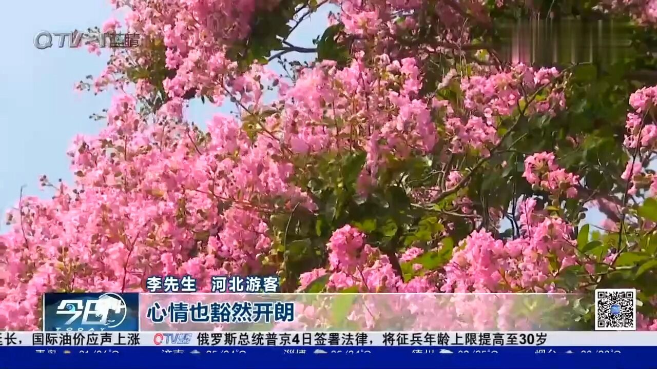 崂山600年紫薇开花,演绎专属青岛的夏日浪漫