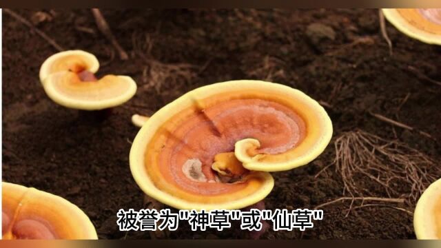 灵芝是清热还是上火,探究灵芝的功效