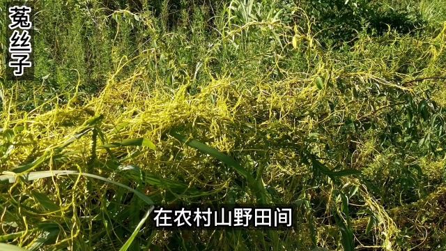 这种缠绕着的黄色细长的茎,是一种寄生草本植物,喜欢缠绕在农作物上面,我们叫它无根藤,很少有人知道它就是大名鼎鼎的Y材菟丝子#一日一植物 #菟丝...