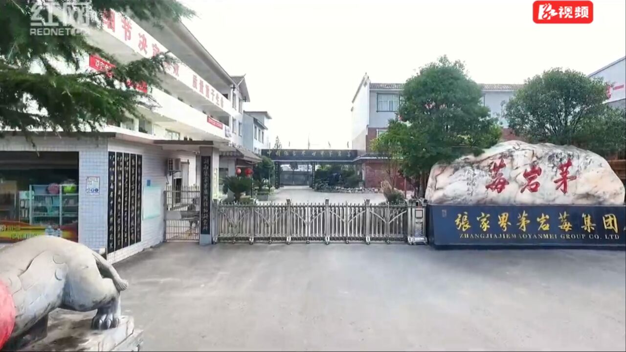 “质量强市”微访谈|张家界茅岩莓有限公司:守牢“质”高点 擦亮“茅岩莓”品牌