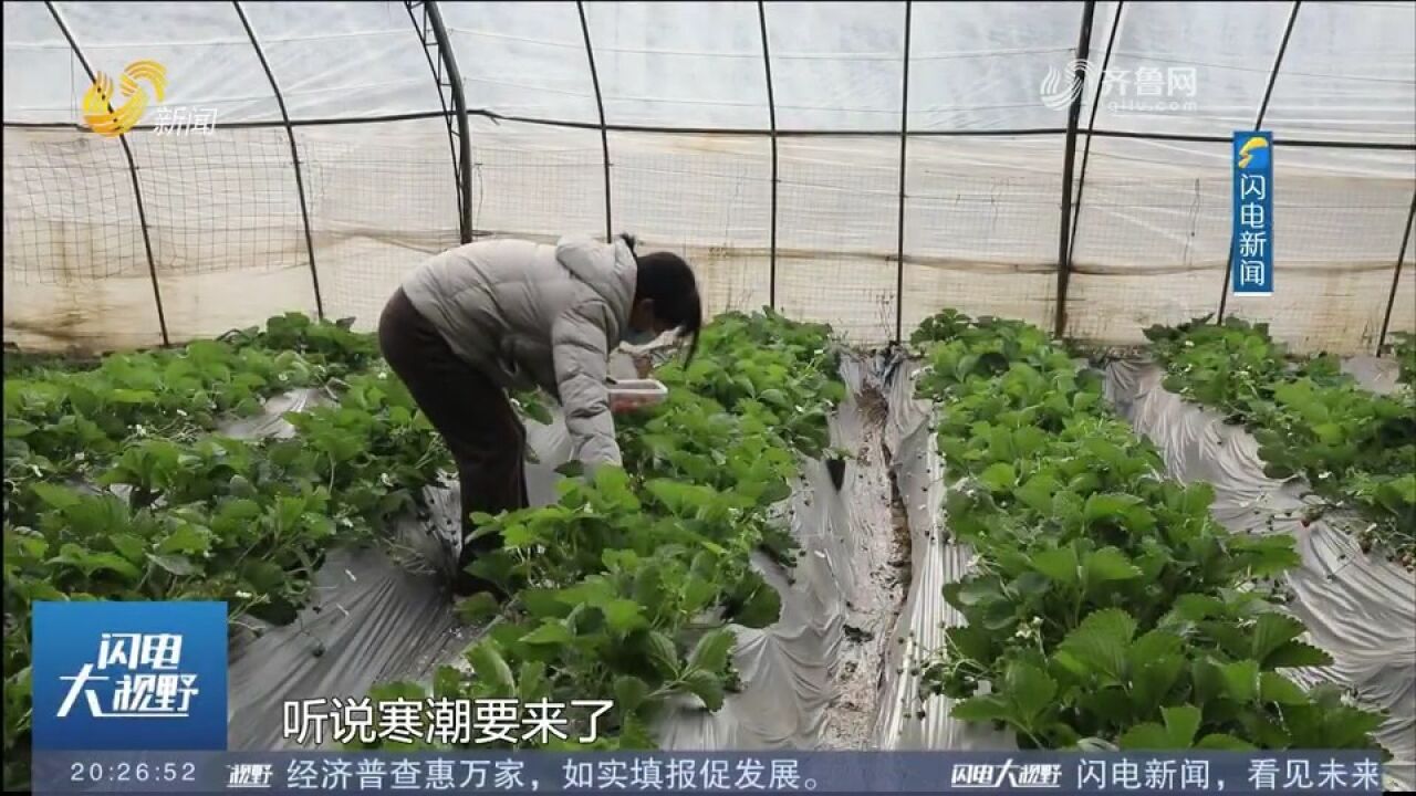 沂水积极应对寒潮天气,做好果蔬防灾减损工作,保障＂菜篮子＂供应