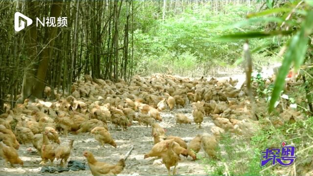 年产值将超亿元!全国最大的山林散养蛋鸡场在韶关投产