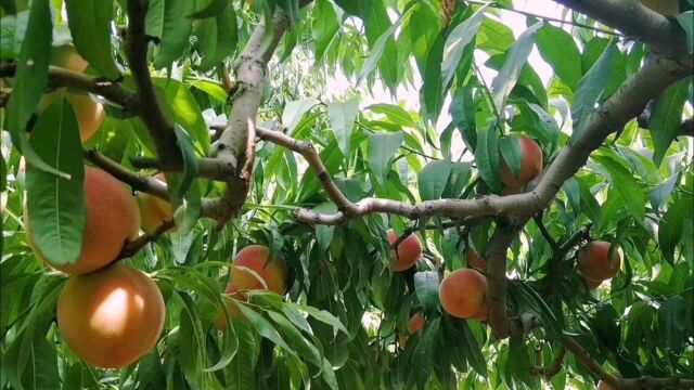 水蜜桃种植技巧:选址、树种很重要