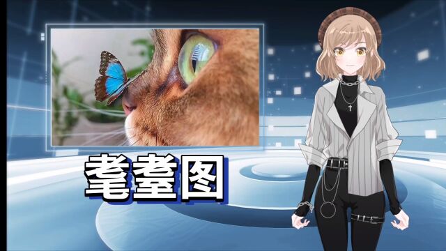 文人为啥把猫和蝴蝶嬉戏的画作,称为“耄耋图”呢?