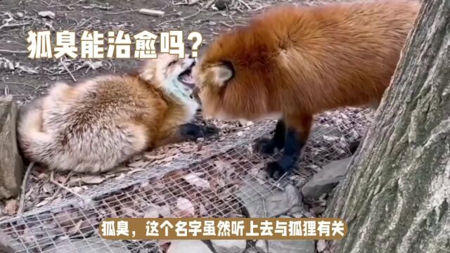 狐臭能治愈吗?挥别狐臭,迎接自信!