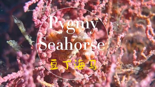 豆丁海马(Pygmy Seahorse)是最小的海马,也是最善于伪装的海洋生物之一.为了发这条视频,我大深度顶流微距水下录影,容易吗我?#豆丁海马 #海洋...