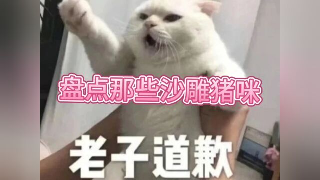 猪咪的迷惑行为