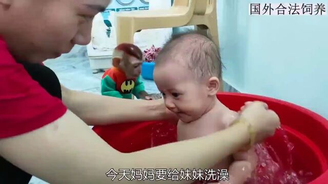 小猴子化身护花使者,忙前忙后的帮妹妹洗澡,真是个大暖男