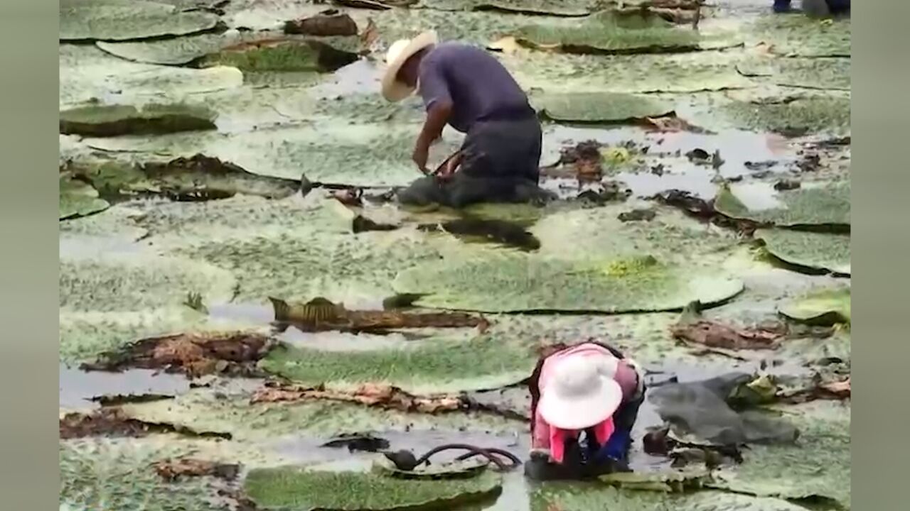 河南潢川5万亩芡实迎来头茬采摘