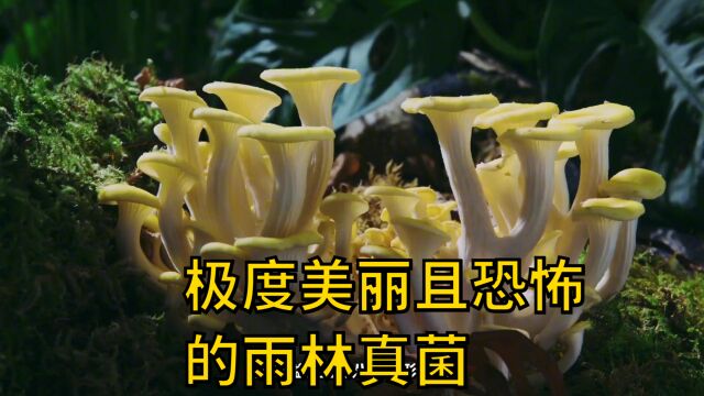 极度美丽且恐怖的雨林真菌