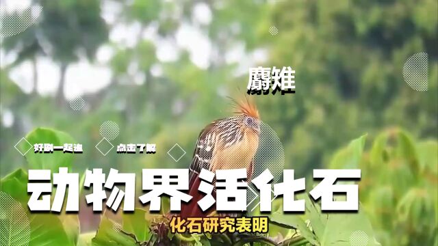 南美洲巨型野鸡“麝雉”:身体散发浓烈霉味引人好奇