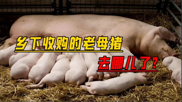 老母猪肉能吃吗?乡下被人收购的母猪,猪肉都去哪儿了?