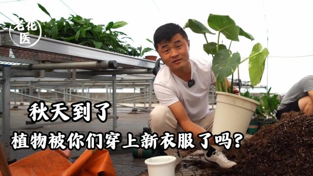 秋天到了!植物被你们穿上新衣服了吗?