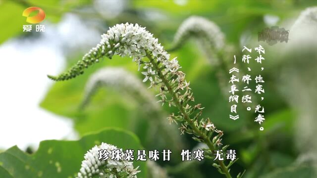 珍珠菜:山中珍宝 野外良药