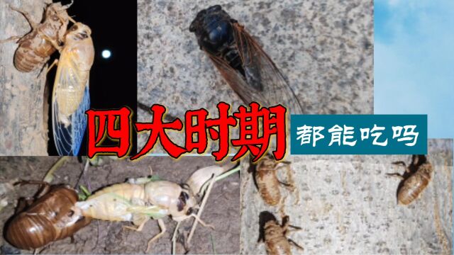 知了猴的四大时期,你知道那个时期能吃吗?竟然有人吃黑色蝉!