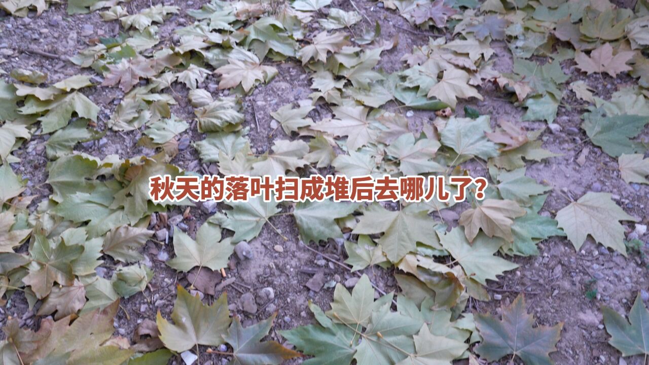 视频|秋天的落叶扫成堆后去哪儿了?