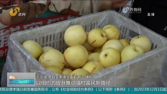 莘县:500亩黄金梨遭虫害,梨子滞销果农发愁,公益助农破解难题