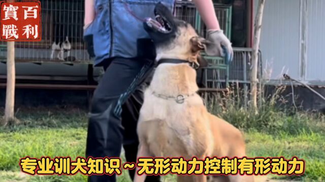 分享专业训犬理论知识