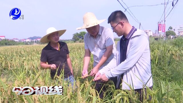 借智农业专家 秀屿千亩节水抗旱稻示范种植喜获成功